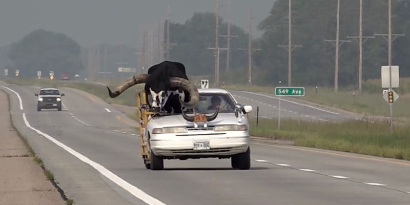 Policisty v Norfolku překvapil býčí spolujezdec, který s mužem cestoval v upraveném autě.