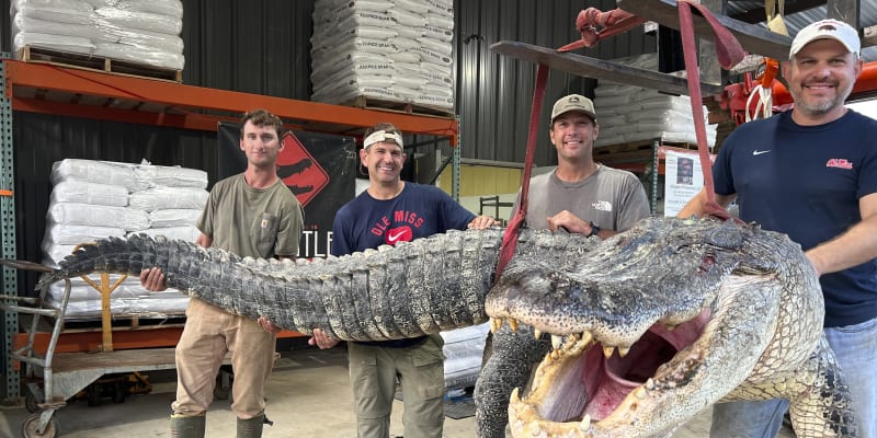 V Mississippi ulovili aligátora o hmotnosti přes 800 kilogramů.
