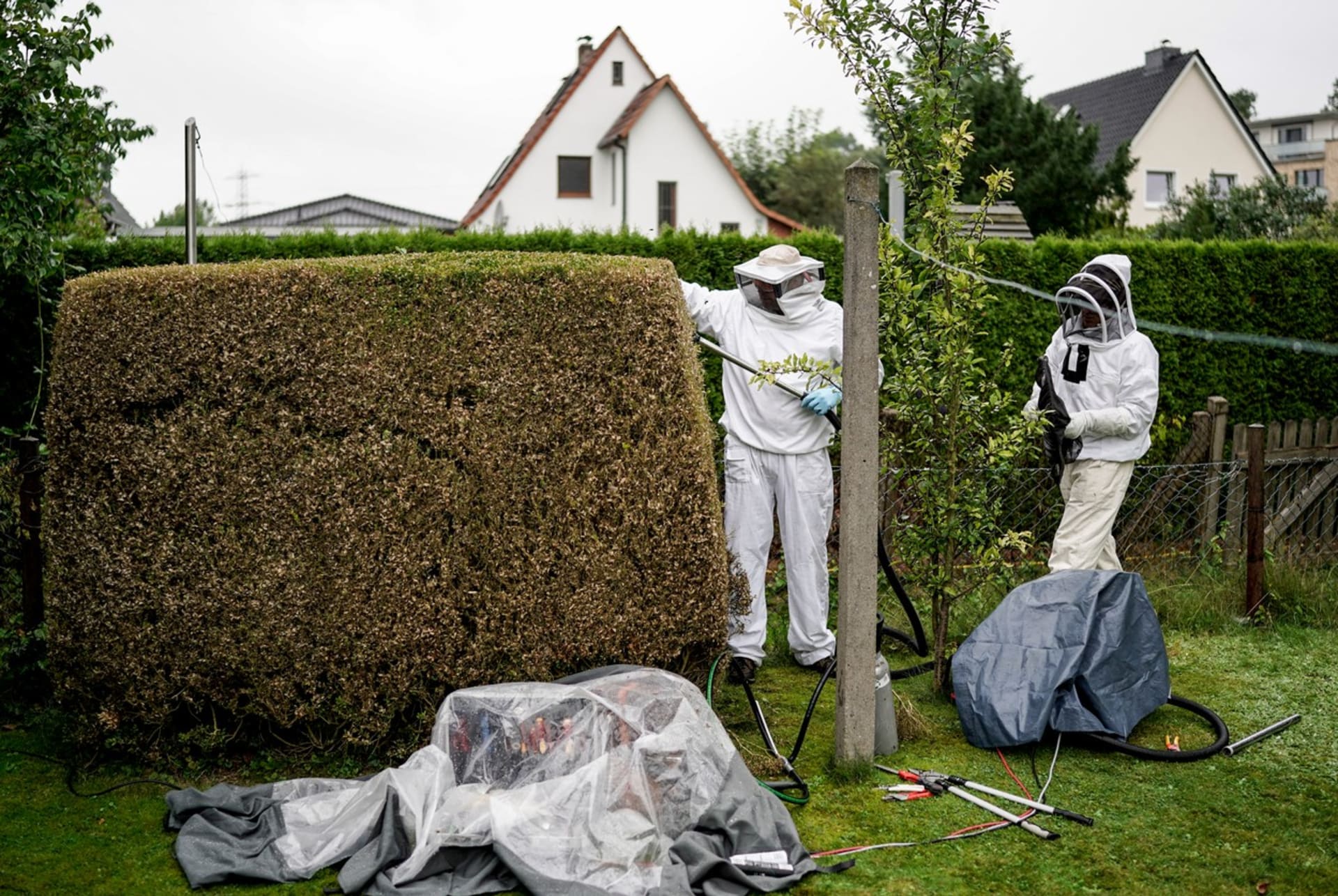Likvidace hnízda sršní asijských na živém plotu u domu v Německu