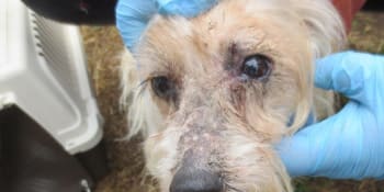 Dvě stě slepic, psi, kočky i poníci: Veterináři odebírali zanedbaná zvířata