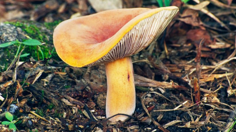 Nejjedovatější houby světa rostou i v Česku. Naučte se je rozeznat