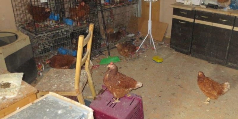 Veterináři na Trutnovsku odebrali dvě stě zvířat z nevhodných podmínek.