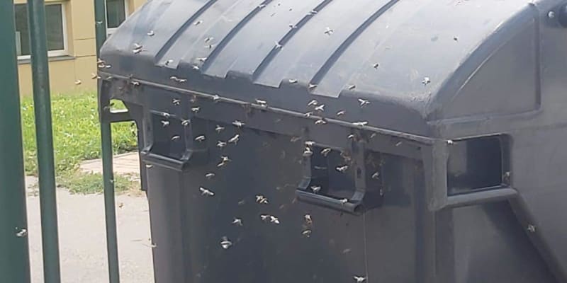 Strážníci zajistili kontejner plný včel před školou na Praze 5 (4. 9. 2023).