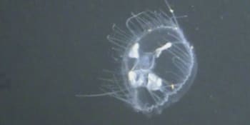 Mimořádný úkaz v přírodě: V Hlučínském jezeře se objevily sladkovodní medúzy původem z Číny 