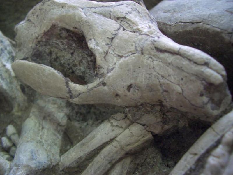 Fosilie je úchvatně detailní