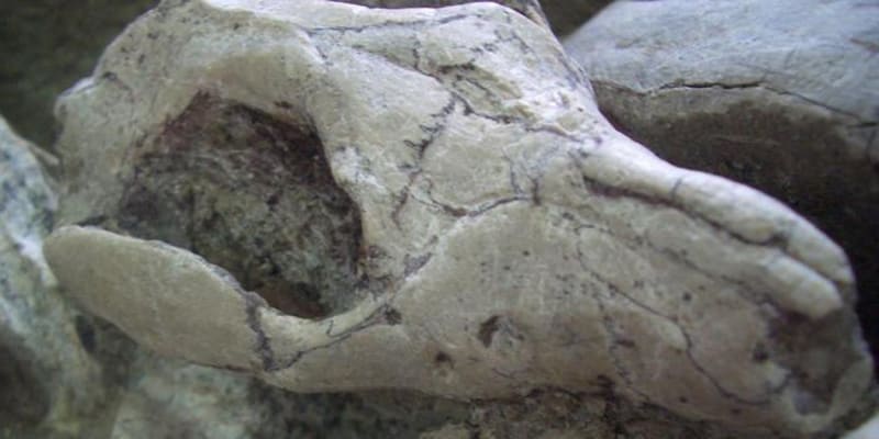 Fosilie je úchvatně detailní