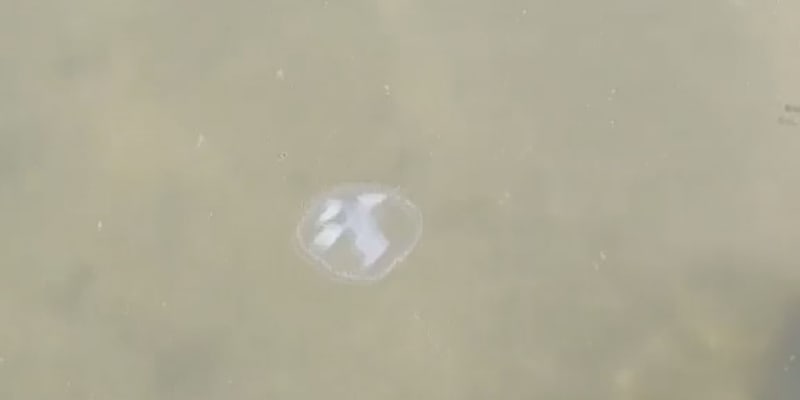 V Hlučínském jezeře se objevily sladkovodní medúzy.