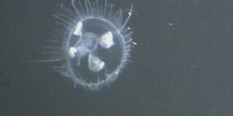 V Hlučínském jezeře se objevily sladkovodní medúzy.
