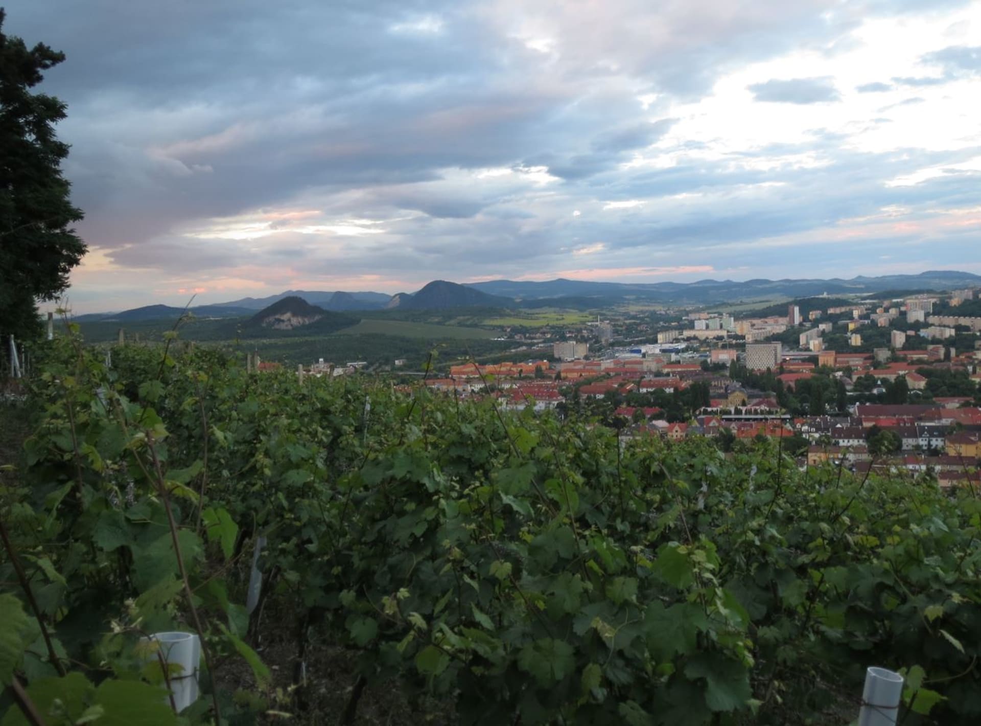 Vinařství má na Mostecku dlouhou tradici