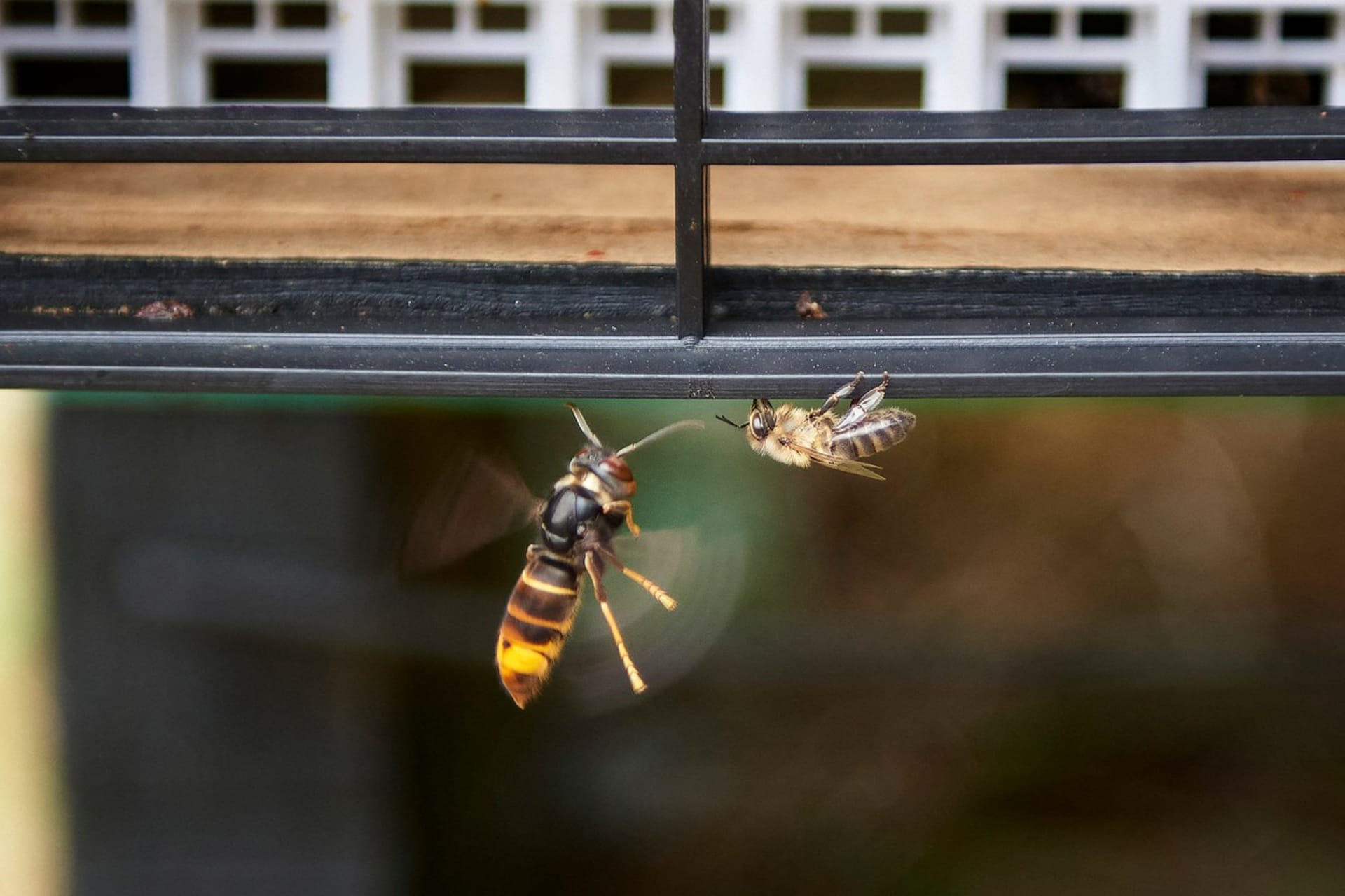 Sršeň asijská se chystá napadnout včelu na okraji úlu
