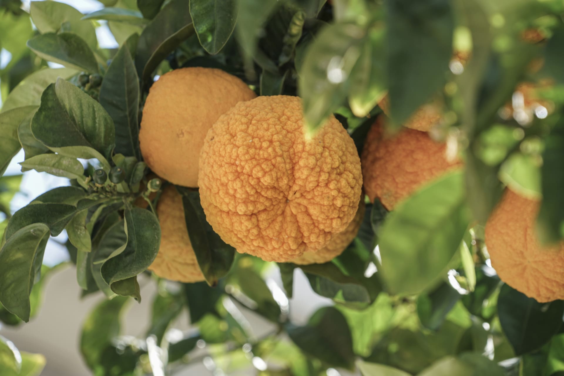 Sevillský pomeranč je hybrid mezi pomelem a mandarinkou