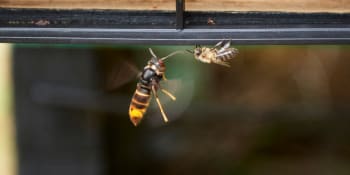 Čeští včelaři bijí na poplach. Agresivní sršeň je u hranic, plení úly a zuřivě útočí i na lidi