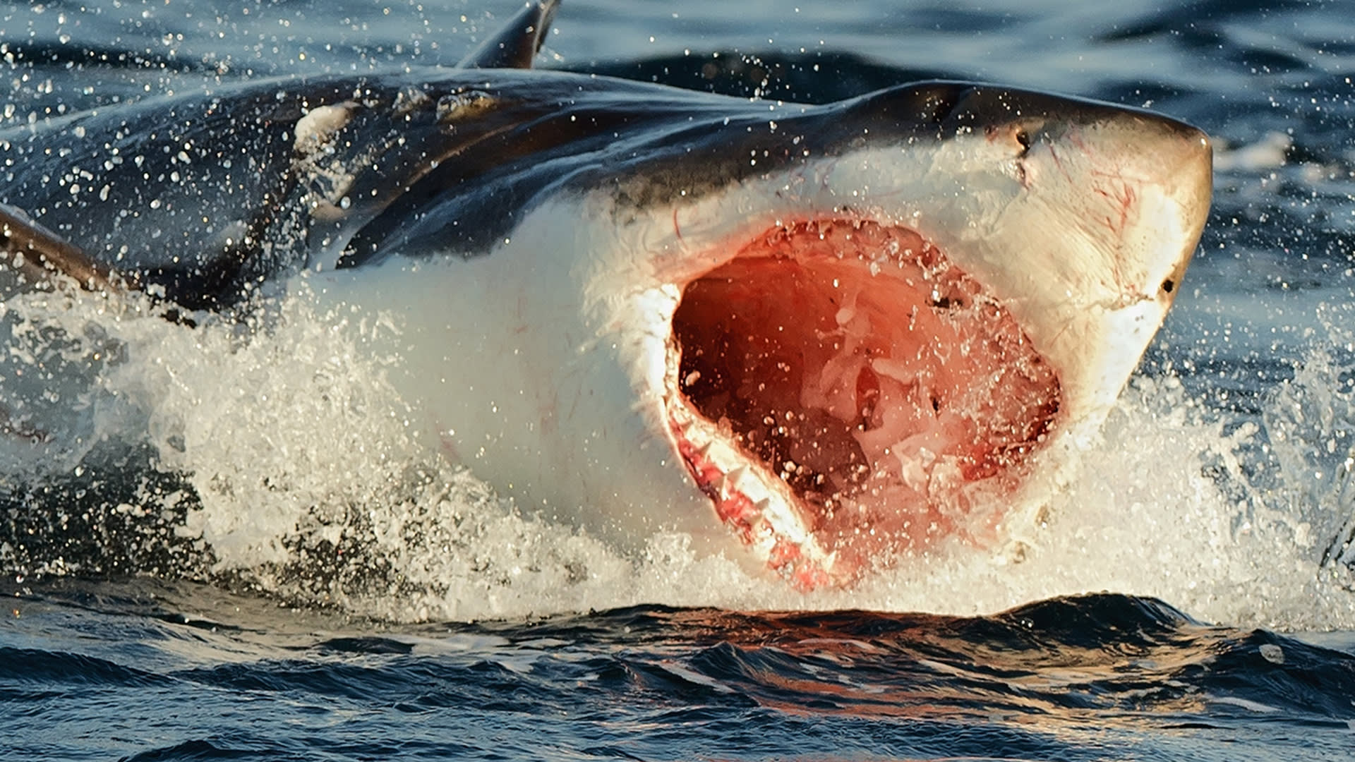 Velký bílý žralok udělá s lachtanem rychlý proces
