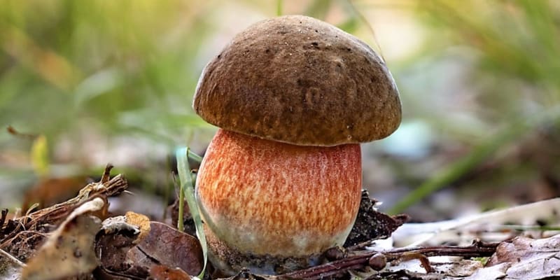 Hřib kovář (Neoboletus luridiformis, dříve Boletus erythropus) je krásná a chutná houba.