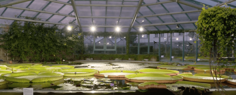 Pavilon leknínů v Botanické zahradě v Liberci ukrývá největší druhy leknínů na světě.