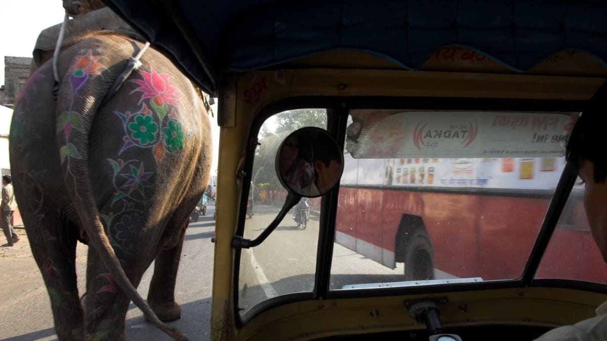 Slon v Indii zaútočil na autobus.