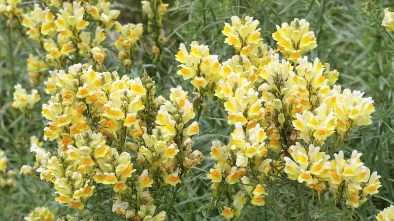 Lnice květel (Linaria vulgaris) kvete většinou celé léto, konkrétně od června do října. Upoutá především svým nápadným květenstvím, které tvoří až 50 žlutooranžových květů. 