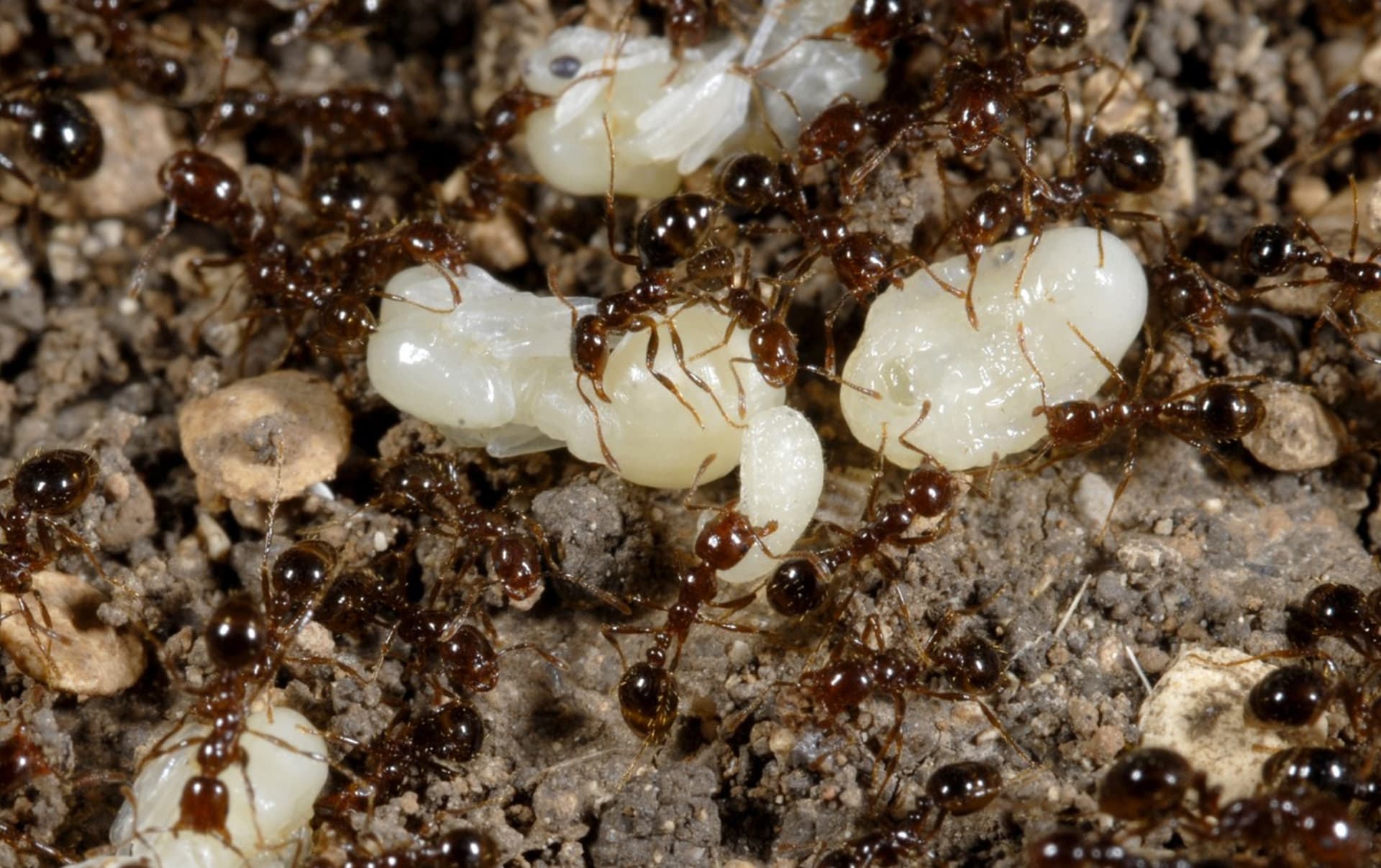 Ohniví mravenci (Solenopsis invicta)
