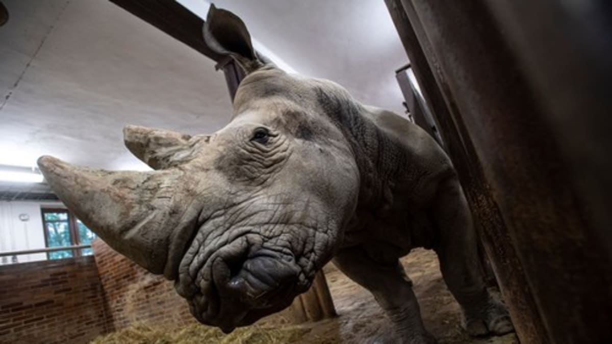 Ilustrační foto nosorožce jižního