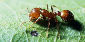 Evropa se děsí zamoření ohnivými mravenci. Jejich bolestivé kousnutí může vést ke smrti
