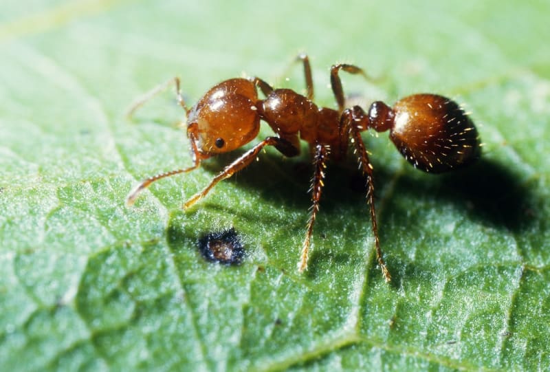 Ohnivý mravenec může rovněž poškodit pěstované plodiny i celé místní ekosystémy, Pro zemědělce a zahradníky jsou nepříjemnými, ale hlavně nebezpečnými škůdci.