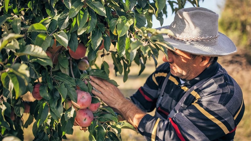 Samosběr jablek: Pěstitelé si letos účtují v průměru okolo 20 Kč za kilogram. Aktuální cenu se dozvíte od jednotlivých farmářů na jejich webových či facebookových stránkách nebo telefonicky a e-mailem.