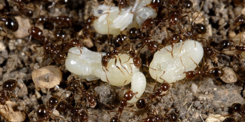 Ohniví mravenci (Solenopsis invicta): Jeden z nejhorších invazních druhů se teď usadil i v Evropě, což vůbec není dobrá zpráva.