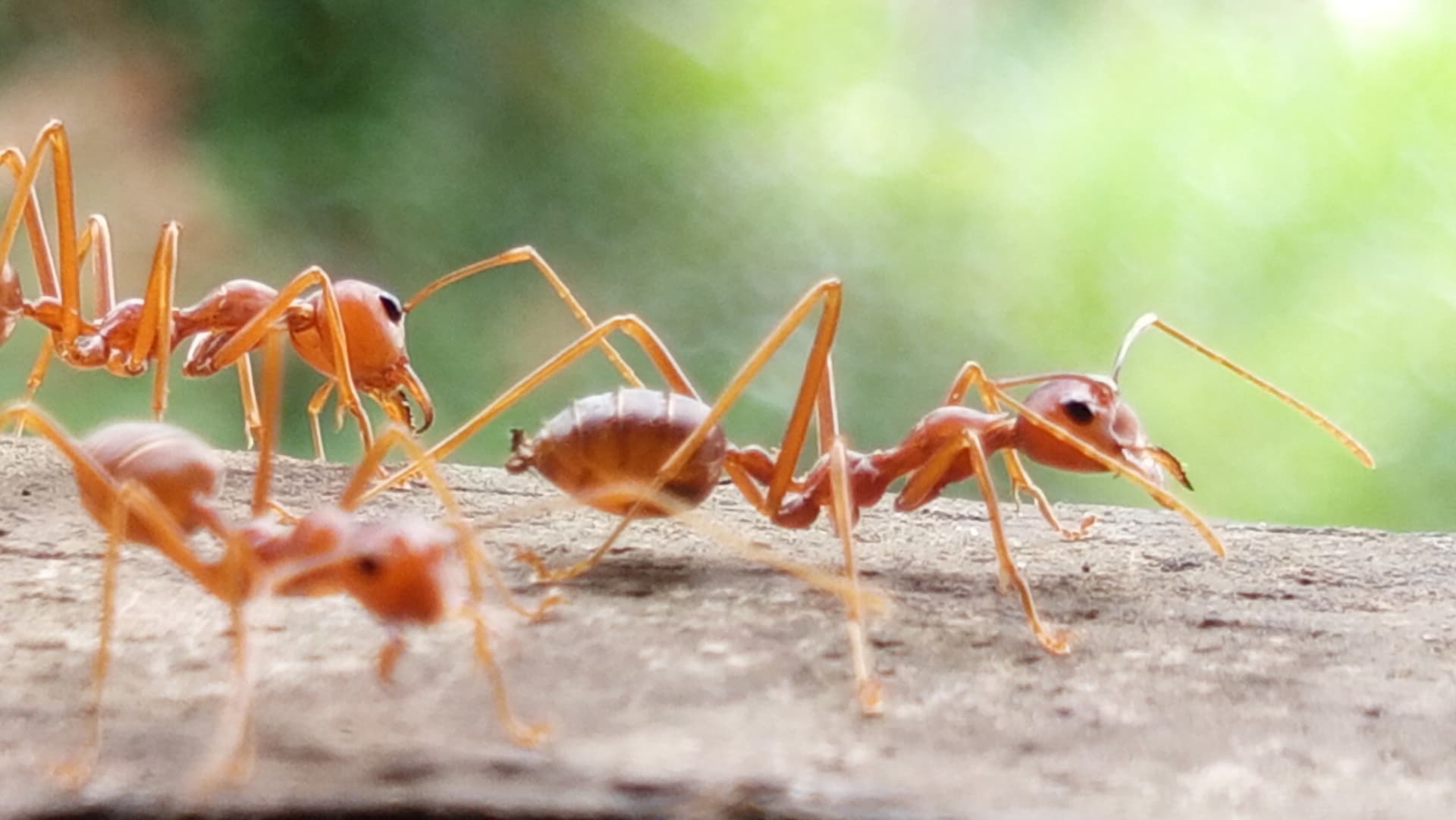 Červení ohniví mravenci Solenopsis invicta pocházejí z Jižní Ameriky, ale byli zavlečeni do dalších částí světa, včetně Severní Ameriky, kde se stali invazivním druhem.