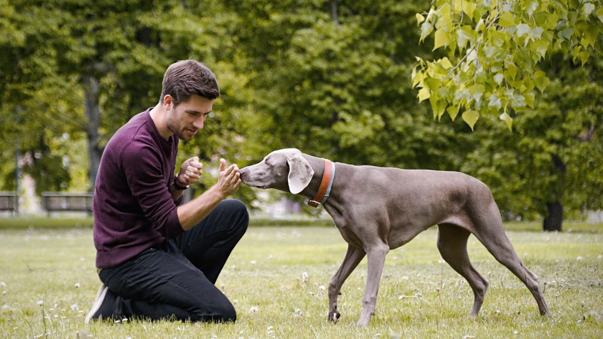 Podle Tomáše je důležité psy vnímat a trénovat je pozitivní cestou