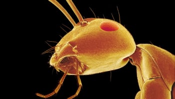 Agresivní ohniví mravenci dobyli Evropu. Útočí na vše živé a jejich kousnutí hodně bolí