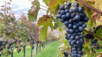 Poznejte 5 tradičních odrůd vína, kterým se v Čechách a na Moravě daří nejlépe. S čím je ideálně kombinovat?
