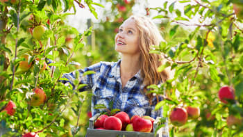 Samosběr jablek 2023: Kam vyrazit na kvalitní a levné ovoce? Kilogram stojí 20 Kč 