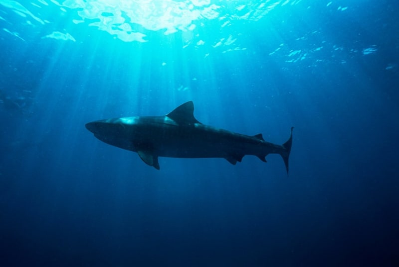 Žralok velrybář je na seznamu ohrožených druhů