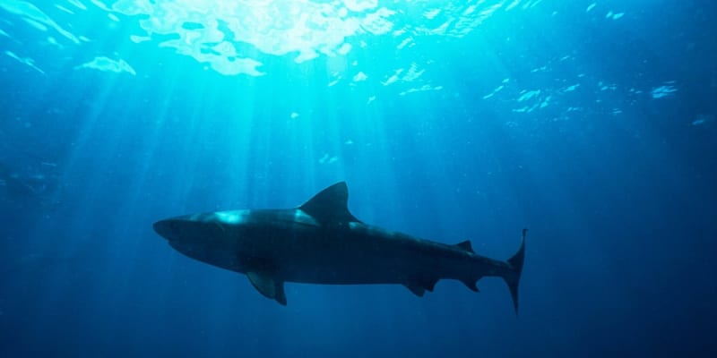 Žralok velrybář je na seznamu ohrožených druhů