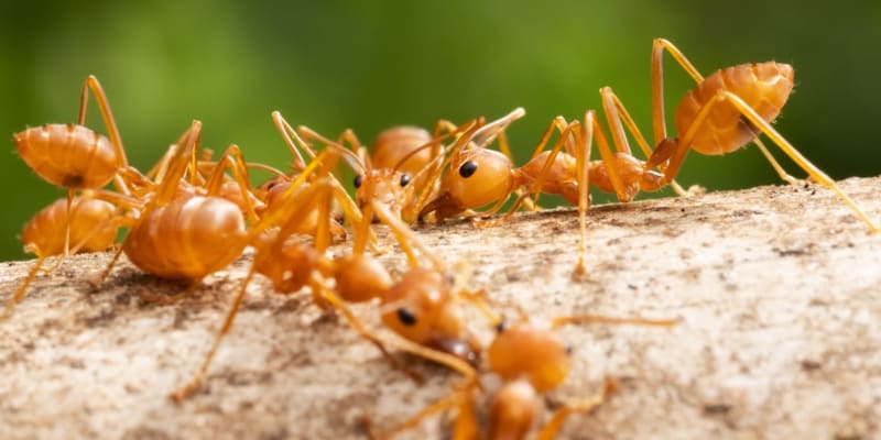 Červení ohniví mravenci známí pod vědeckým názvem Solenopsis invicta patří k nejbojovnějším a nejútočnějším živočichům na planetě.