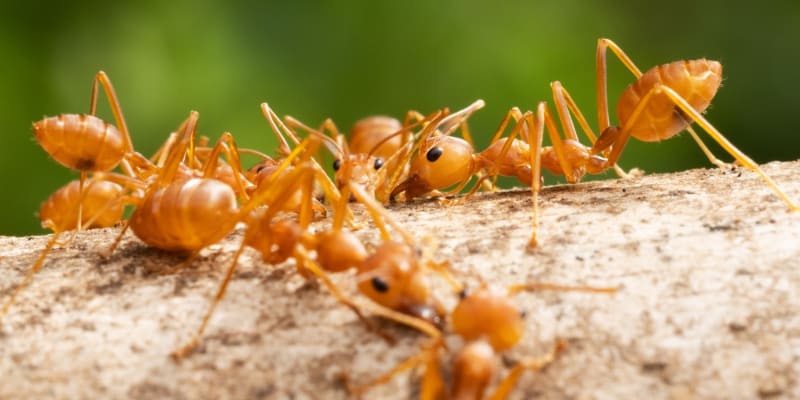Červený ohnivý mravenec Solenopsis invicta