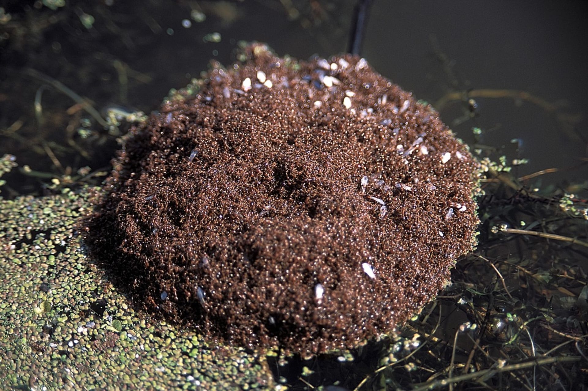 Unikátní strategie ohnivým mravencům pomáhá přežít i extrémní podmínky 