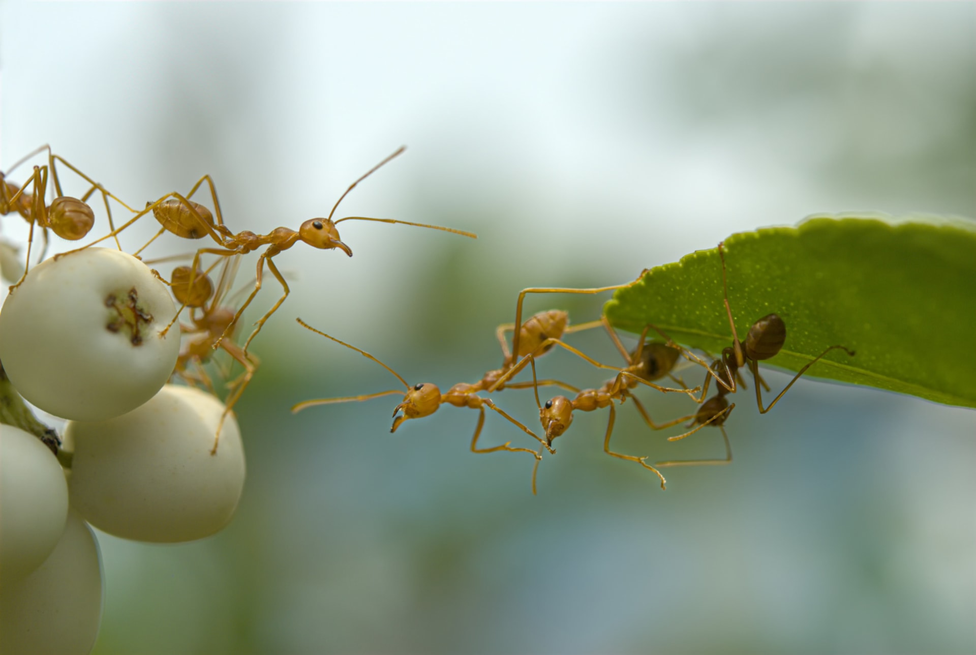Ohniví mravenci jsou šikovní a nezastavitelní