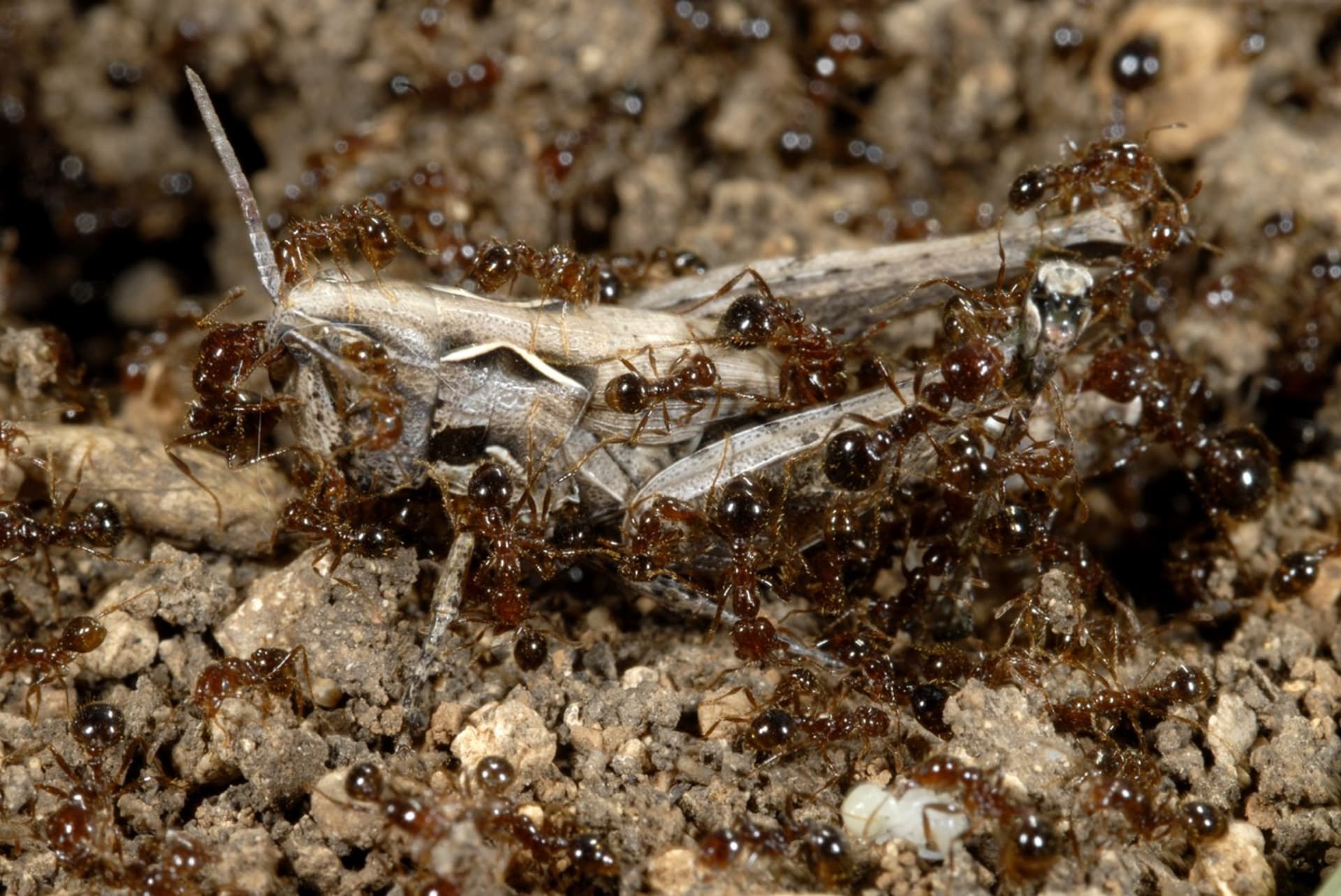 Ohniví mravenci udolají i mnohonásobně větší živočichy