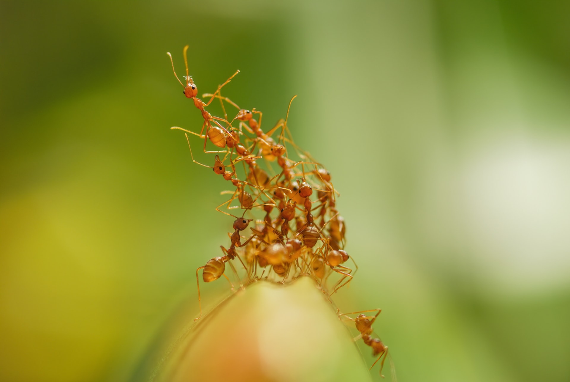 Ohniví mravenci jsou šikovní a téměř nezastavitelní