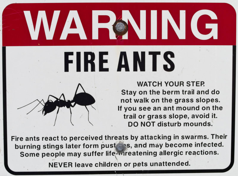 Varování před ohnivými mravenci