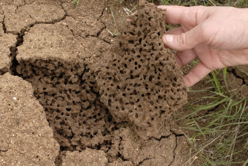 Mraveniště ohnivých mravenců