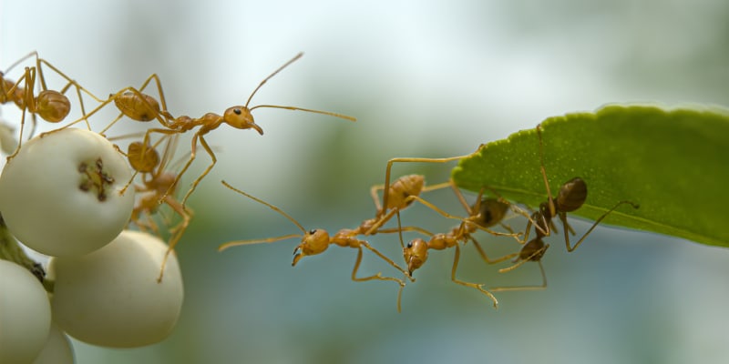 Ohniví mravenci jsou šikovní a nezastavitelní