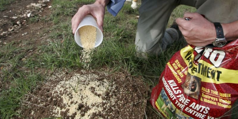 Některé země se hnivé mravence pokouší udržet pod kontrolou s pomocí jedovatých návnad