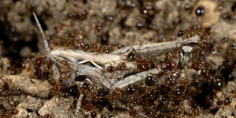Ohniví mravenci udolají i mnohonásobně větší živočichy