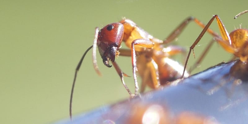 Ohniví mravenci dostali jméno podle barvy i bolesti, kterou způsobují 