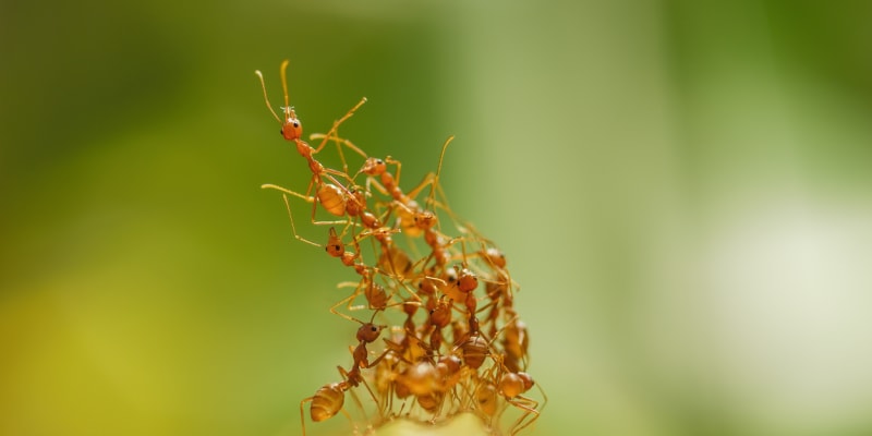 Ohniví mravenci jsou šikovní a téměř nezastavitelní