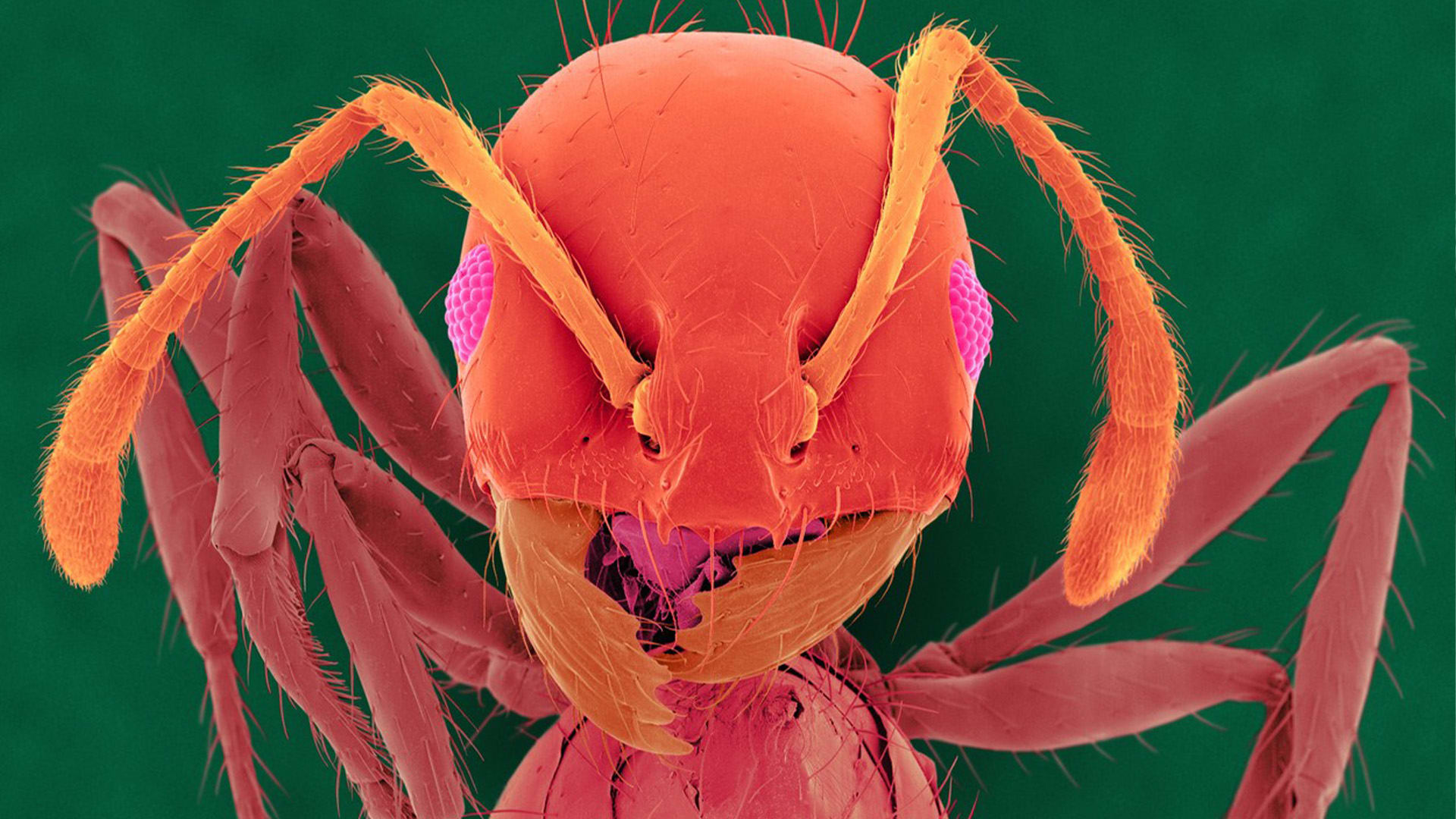 Ohniví mravenci jsou invazivním druhem
