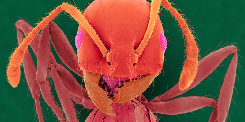 Ohniví mravenci jsou invazivním druhem