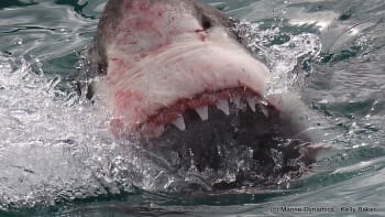 Muž spadl mezi dvacet hladových žraloků. Dva z nich na něj ihned zaútočili